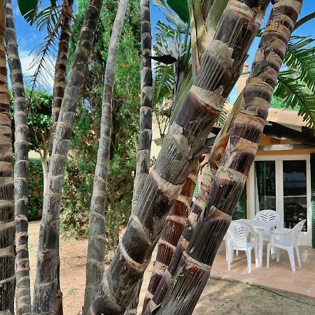 Bungalow Tropical Nº6 - Son Xoriguer Lägenhet Exteriör bild